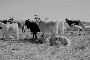 the 3 natural colors of cashmere